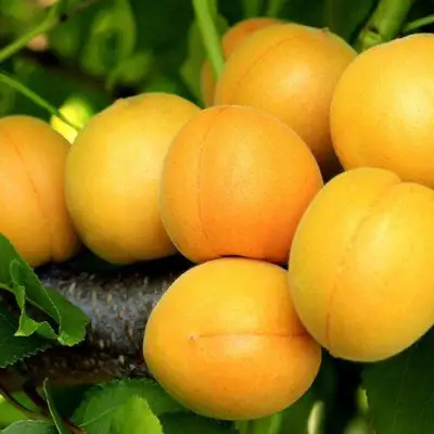 Абрикос ЦАРСКИЙ в Фаниполе