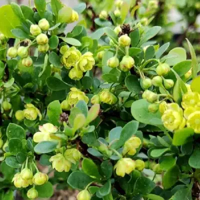 Барбарис КОБОЛЬД тунберга в Фаниполе