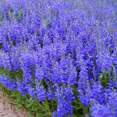 Вероника австрийская в Фаниполе