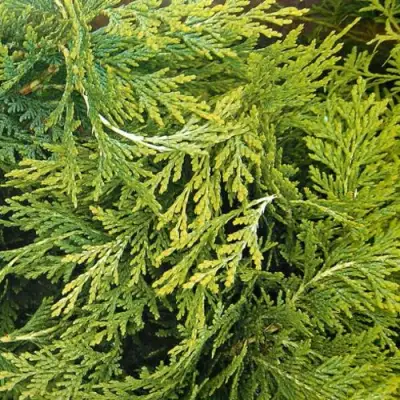 Кипарисовик САНКИСТ лавсона в Фаниполе