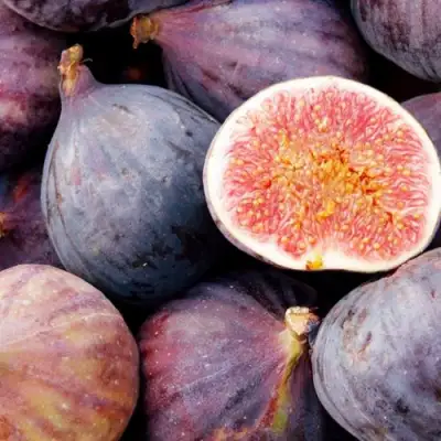 Инжир МУАССОН в Фаниполе