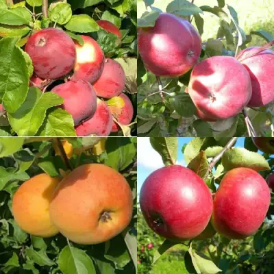 Комплект ЯБЛОНЕВЫЙ КВАРТЕТ в Фаниполе