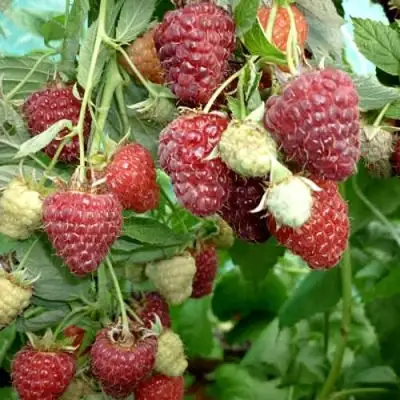 Малина ЖАР-ПТИЦА в Фаниполе