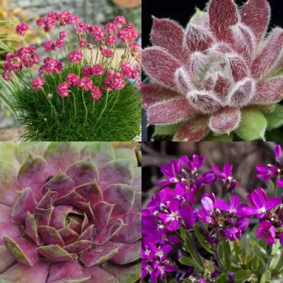 Комплект МИНИ САД в Фаниполе