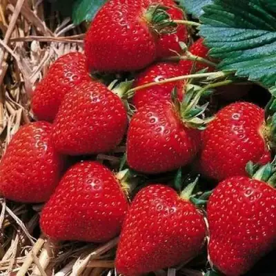 Клубника КИМБЕРЛИ в Фаниполе