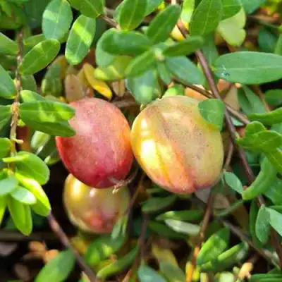 Клюква СТАНКОВИЧ в Фаниполе