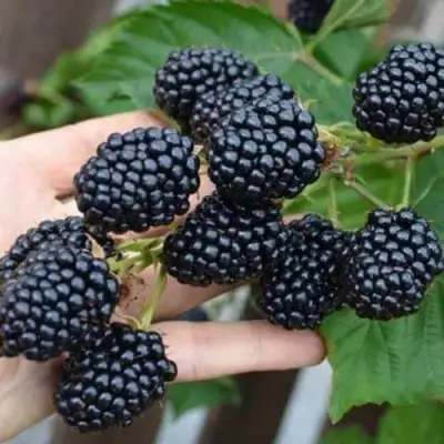 Ежевика ДЖАМБО бесшипная  в Фаниполе