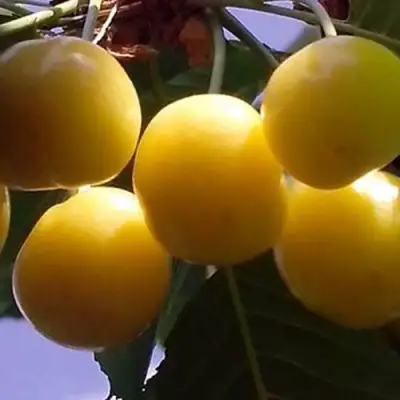 Черешня ЧЕРМАШНАЯ в Фаниполе