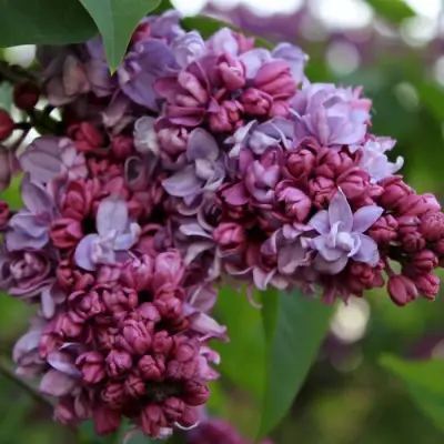 Сирень П.П.КОНЧАЛОВСКИЙ в Фаниполе