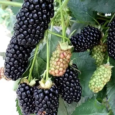 Ежевика ПРАЙМ АРК 45 ремонтантная   в Фаниполе