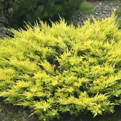 Можжевельник ЛАЙМ ГЛОУ горизонтальный  в Фаниполе