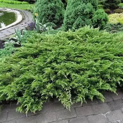 Можжевельник РОКЕРИ ДЖЕМ казацкий  в Фаниполе