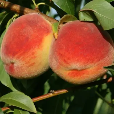 Персик МАРИЯ в Фаниполе
