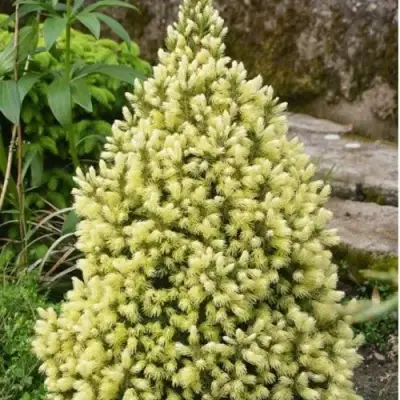 Ель МАЙГОЛД колючая в Фаниполе