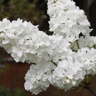 Сирень ФЛОРА в Фаниполе