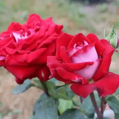 Роза АЛЬЯНС чайно-гибридная в Фаниполе