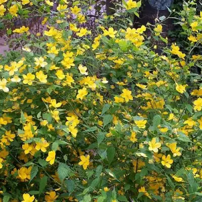 Керрия японская ГОЛДЕН ГИНЕЯ в Фаниполе