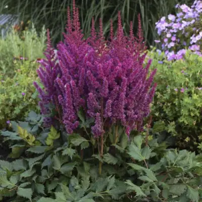 Астильба ВИЖНС китайская в Фаниполе