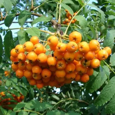 Рябина НЕВЕЖИНСКАЯ ЖЕЛТАЯ сладкоплодная в Фаниполе