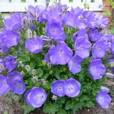 Колокольчик САНТА карпатский в Фаниполе