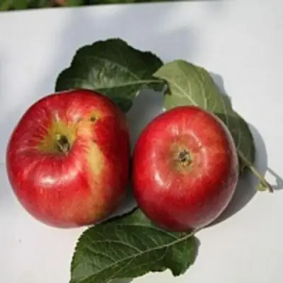 Яблоня РЕДФРИ в Фаниполе