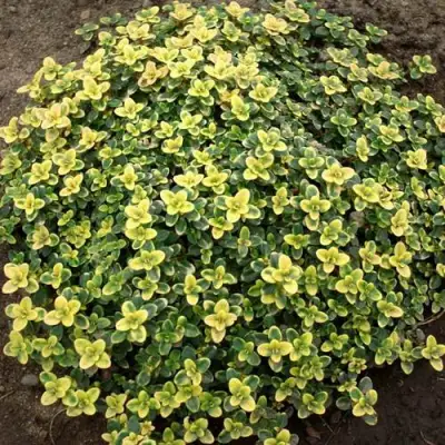 Тимьян ДОННА ВАЛЕЙ лимоннопахнущий в Фаниполе