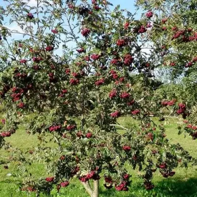 Рябина БУРКА сладкоплодная в Фаниполе