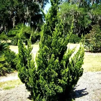 Можжевельник КАЙЗУКА китайский в Фаниполе