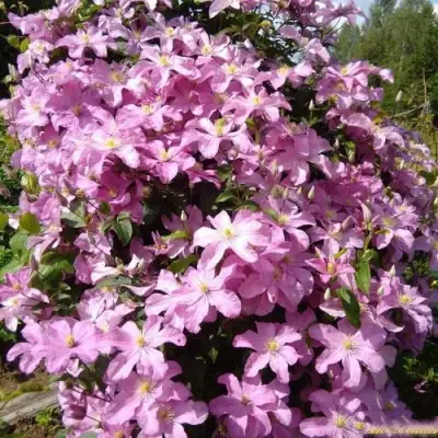 Клематис КОМТЕСС ДЕ БУШО в Фаниполе