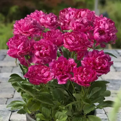 Пион ЛОНДОН травянистый в Фаниполе