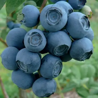 Голубика РУБЕЛ в Фаниполе