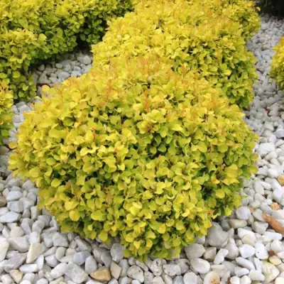 Барбарис БОНАНЗА ГОЛД тунберга в Фаниполе