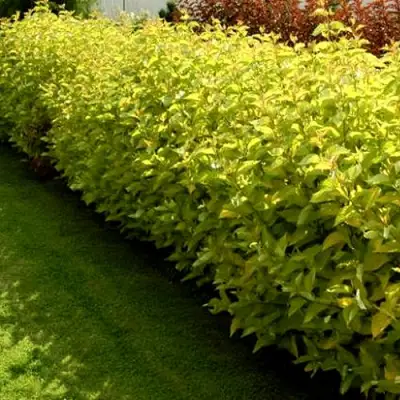 Комплект ДАРТС ГОЛД в Фаниполе