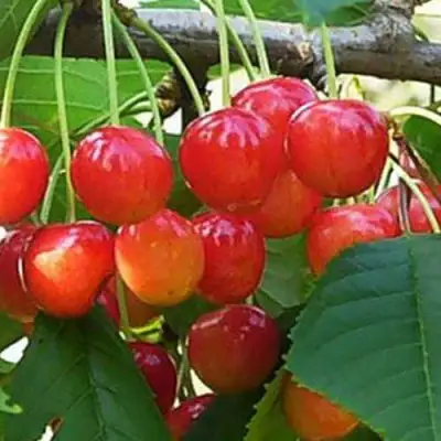 Черешня ДОНЧАНКА в Фаниполе