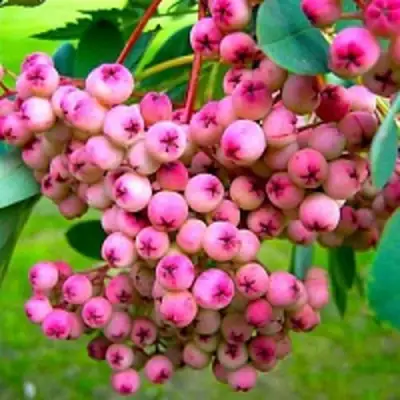 Рябина ПИНК сладкоплодная в Фаниполе