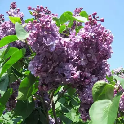 Сирень ВИОЛЕТТА в Фаниполе