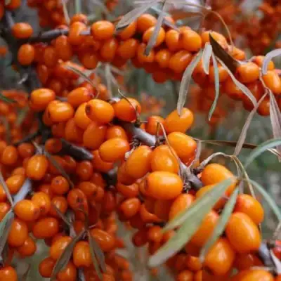 Облепиха ВОРОБЬЕВСКАЯ в Фаниполе