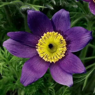 Прострел ПИНВИЛ БЛЮ ШЕЙДЕС в Фаниполе