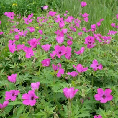 Герань РЕД АДМИРАЛ гибридная в Фаниполе