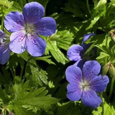 Герань БРУКСАЙД гибридная в Фаниполе