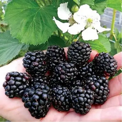 Ежевика РУБЕН ремонтантная  в Фаниполе