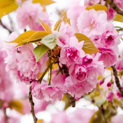 Сакура КАНЗАН в Фаниполе