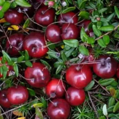 Клюква БЕН ЛИР в Фаниполе