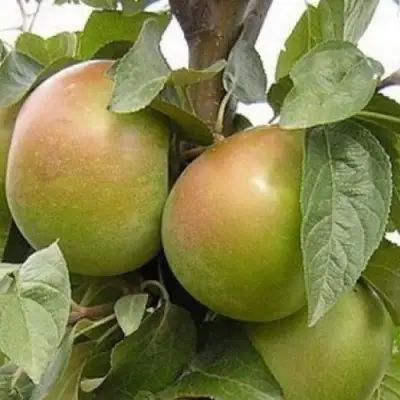 Яблоня БЕЛАНА в Фаниполе