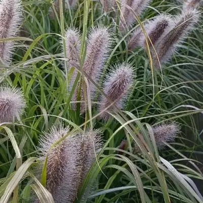 Пеннисетум БЛЭК БЬЮТИ в Фаниполе