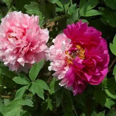 Пион ДВЕ СЕСТРЫ древовидный в Фаниполе