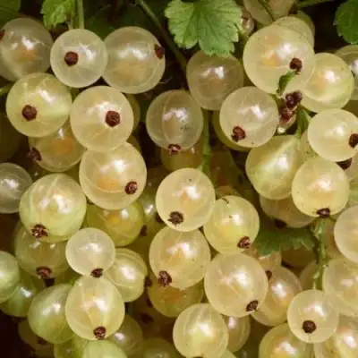 Смородина белая СМОЛЬЯНИНОВСКАЯ в Фаниполе