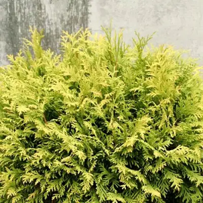 Туя ГОЛДЕН ГЛОБ западная в Фаниполе