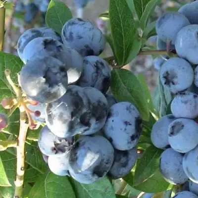 Голубика НОРТЛАНД в Фаниполе