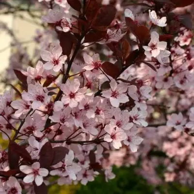 Слива НИГРА растопыреная в Фаниполе